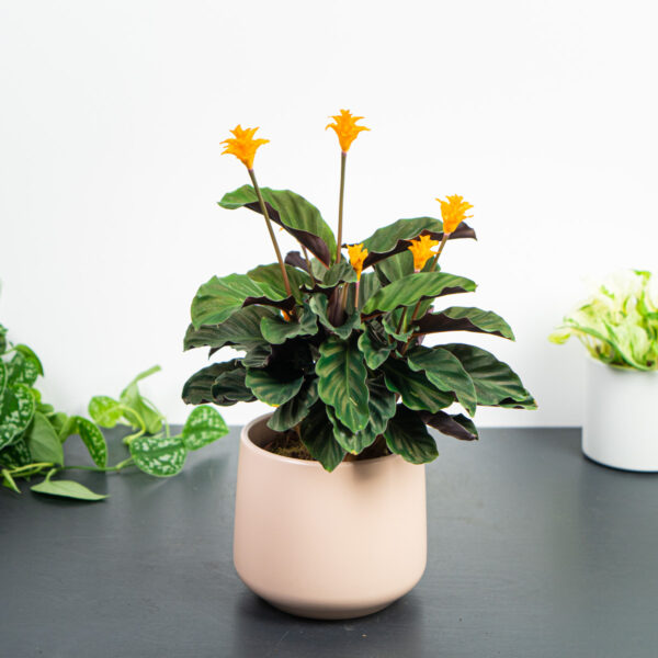 calathea-crocata calathea-crocata