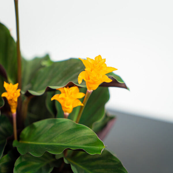 calathea-crocata calathea-crocata