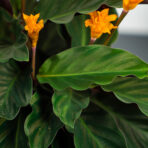 calathea-crocata