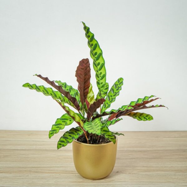 calathea-lancifolia calathea-lancifolia