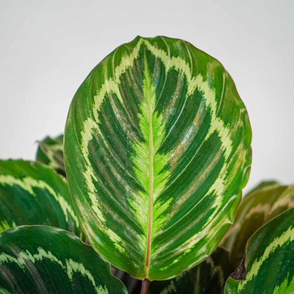 calathea-medallion calathea-medallion