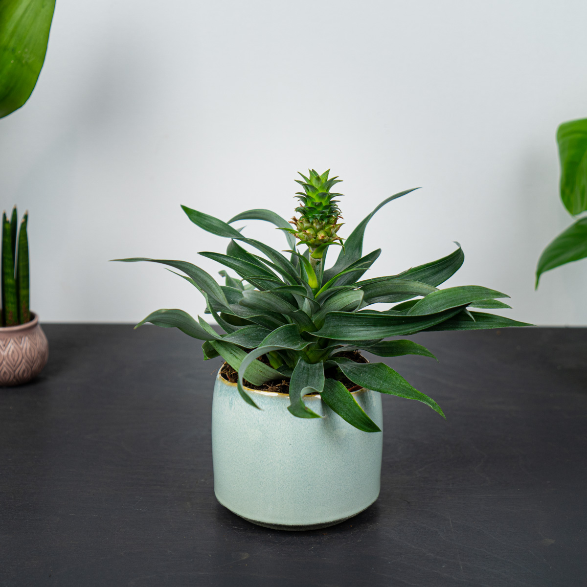 Ananas champaca