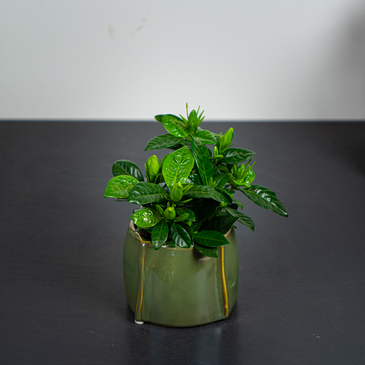 Jaśmin (jasminum polyanthum)