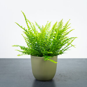paproc-nephrolepis