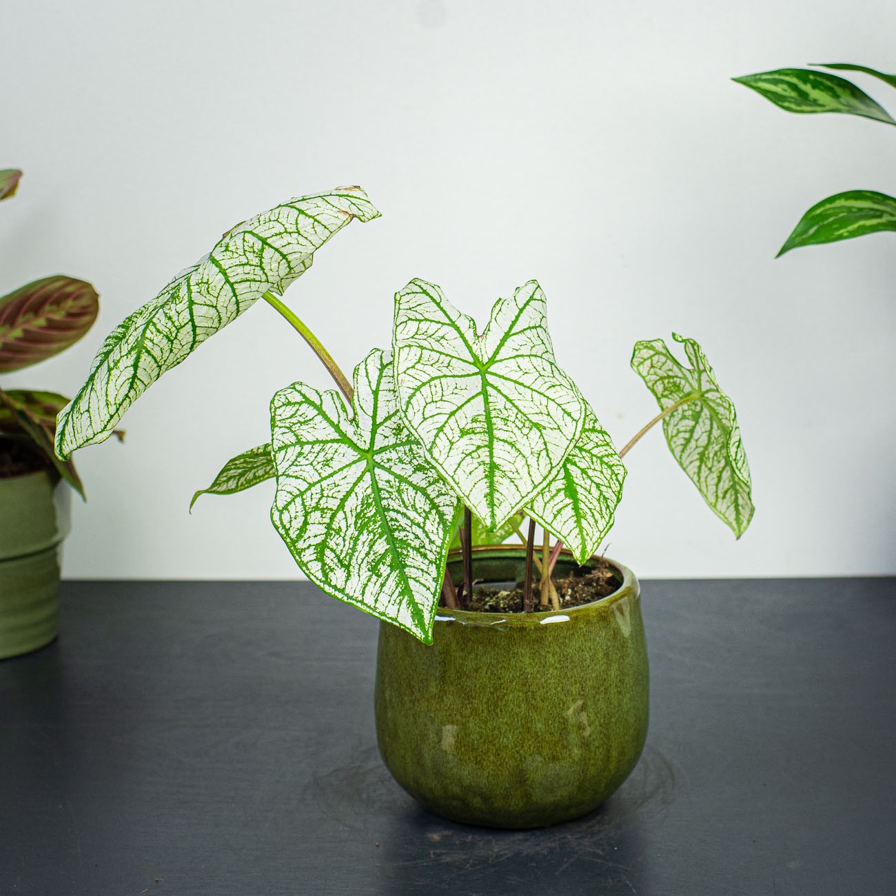 Caladium