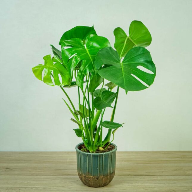 monstera-deliciosa monstera-deliciosa