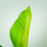 bananowiec-musa-dwarf-cavendish