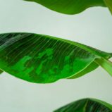 bananowiec-musa-dwarf-cavendish