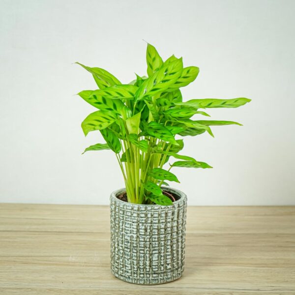 calathea-leopardina