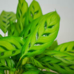 calathea-leopardina