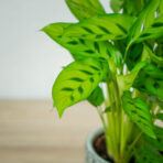 calathea-leopardina