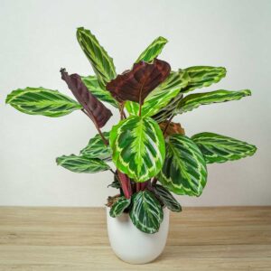 calathea-medallion