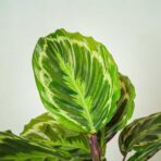 calathea-medallion