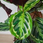 calathea-medallion