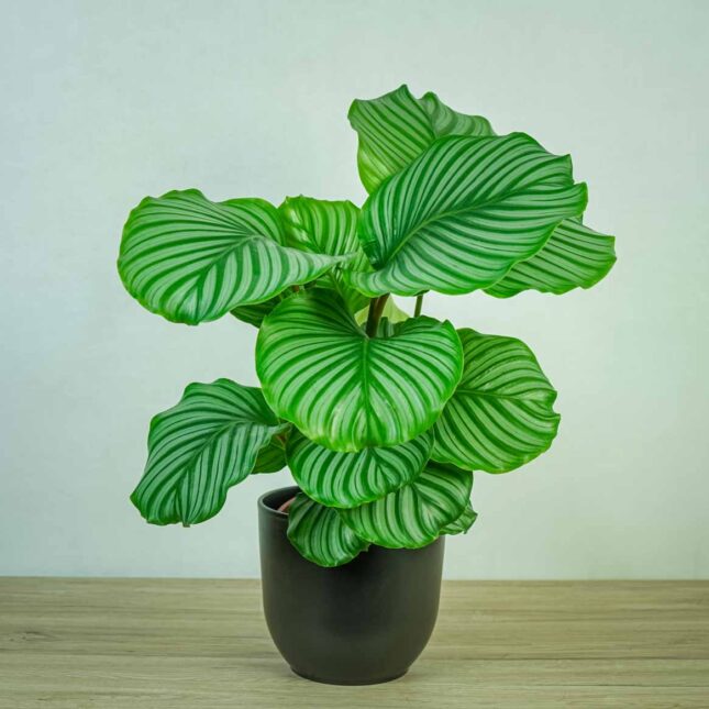 calathea-orbifolia calathea-orbifolia