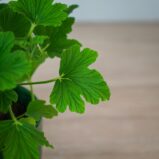 geranium-orange-fizz-anginka-pelargonium-graveolens