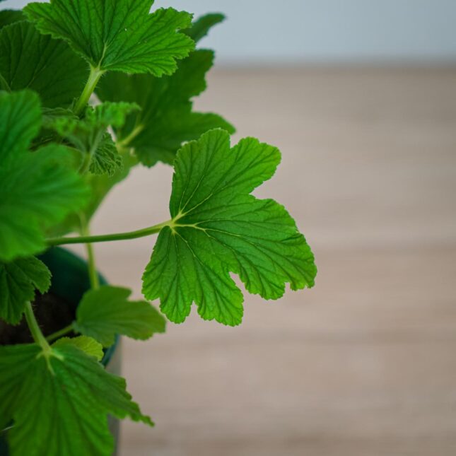 geranium-orange-fizz-anginka-pelargonium-graveolens (2) geranium-orange-fizz-anginka-pelargonium-graveolens