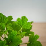 geranium-orange-fizz-anginka-pelargonium-graveolens