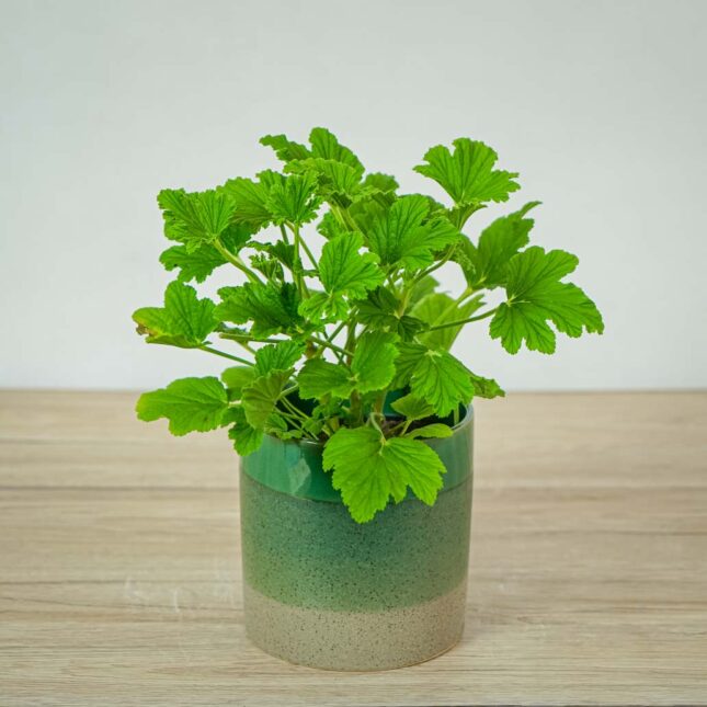 geranium-orange-fizz-anginka-pelargonium-graveolens