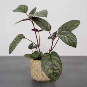 czerwony-bluszcz-hemigraphis-alternata