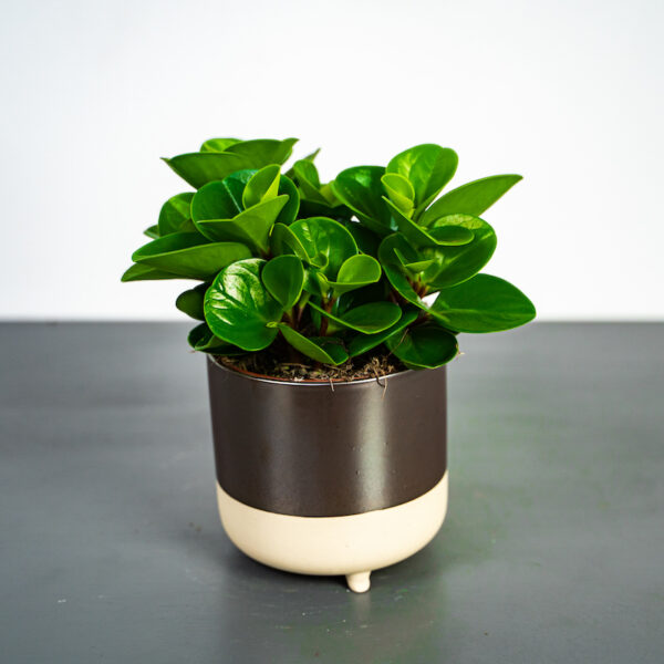 peperomia-green-gold