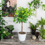 ficus-microcarpa-fikus