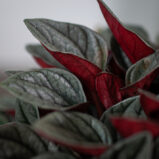 peperomia-santorini