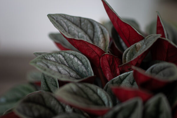 peperomia-santorini peperomia-santorini