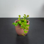 dischidia-pectinoides-geri