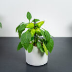 pepper-capsicum-annuum-papryczka