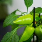pepper-capsicum-annuum-papryczka