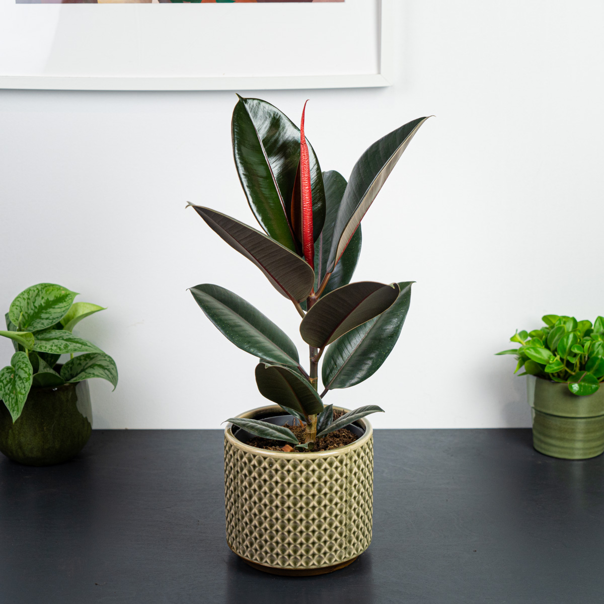 Fikus (ficus)