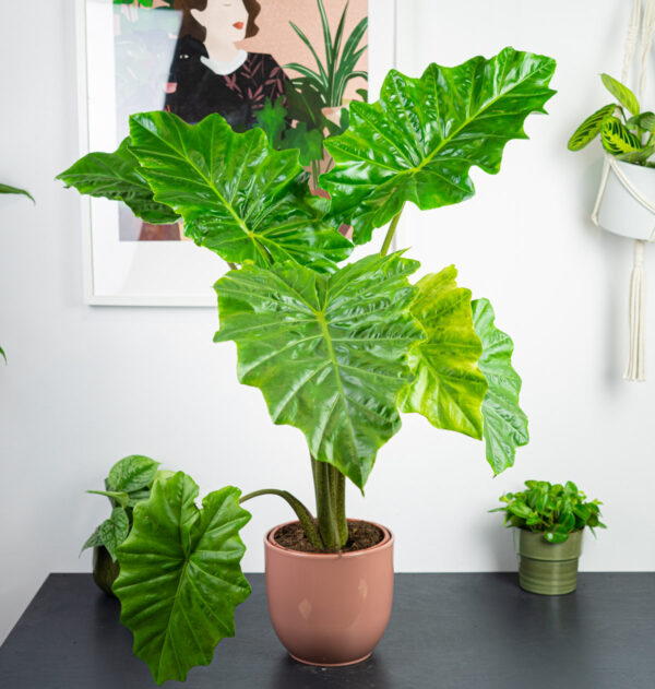 alokazja-portodora-alocasia