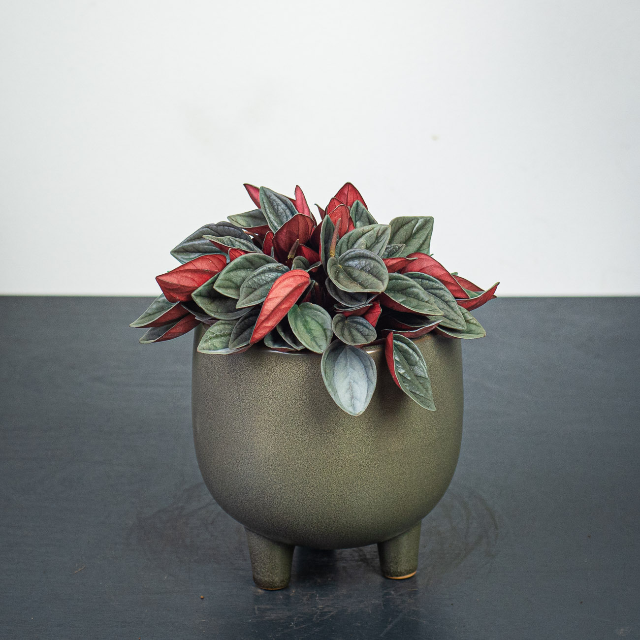 Peperomia