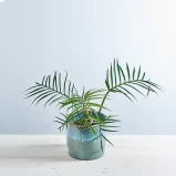 Philodendron tortum