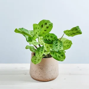 Maranta light veins