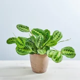 Maranta lemon lime