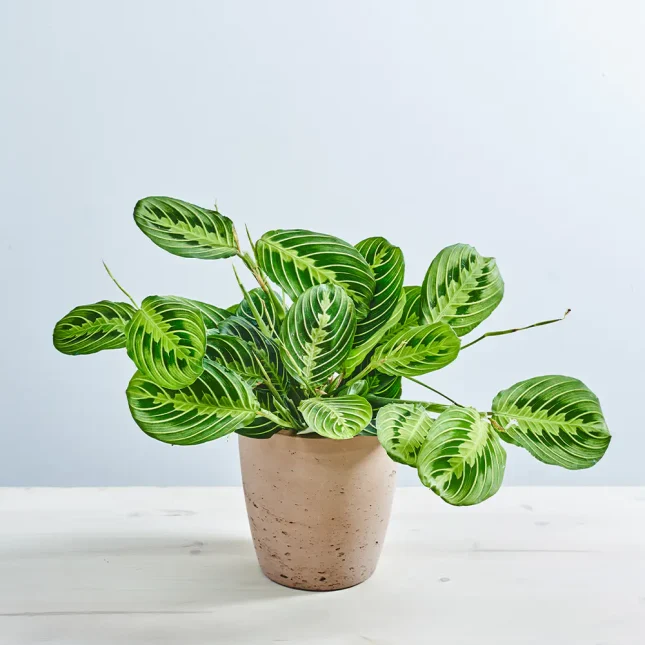 MS151k_0113_MS15 119 Maranta lemon lime