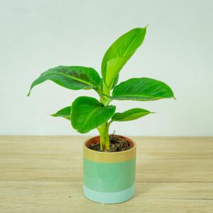 bananowiec-musa-tropicana