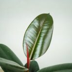 fikus-elastica-abidjan-ficus
