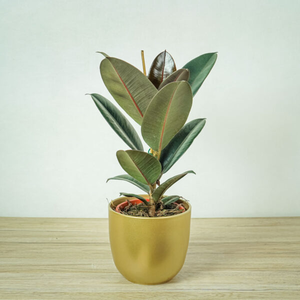 fikus-elastica-abidjan-ficus fikus-elastica-abidjan-ficus