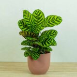 calathea-makoyana