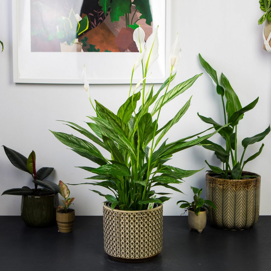 skrzydlokwiat-silver-cupido-spathiphyllum