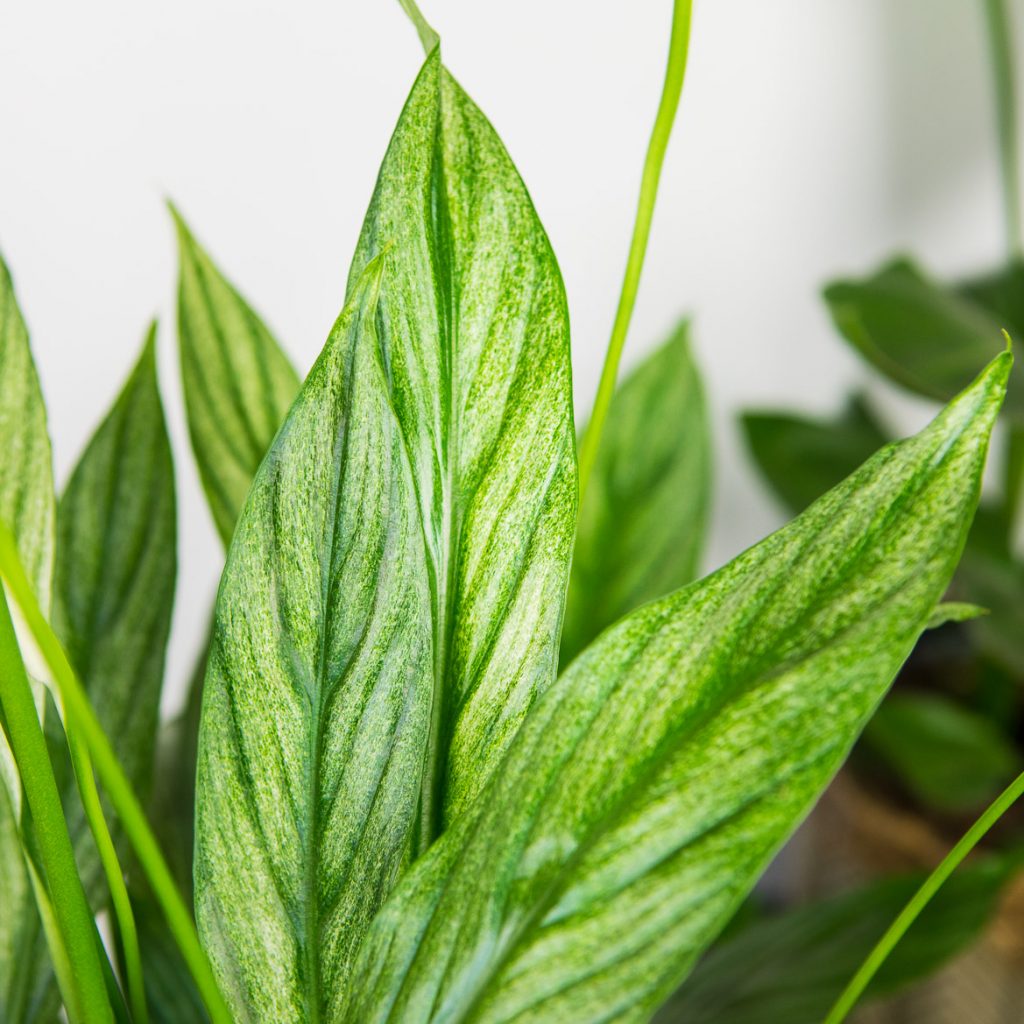 skrzydlokwiat-silver-cupido-spathiphyllum