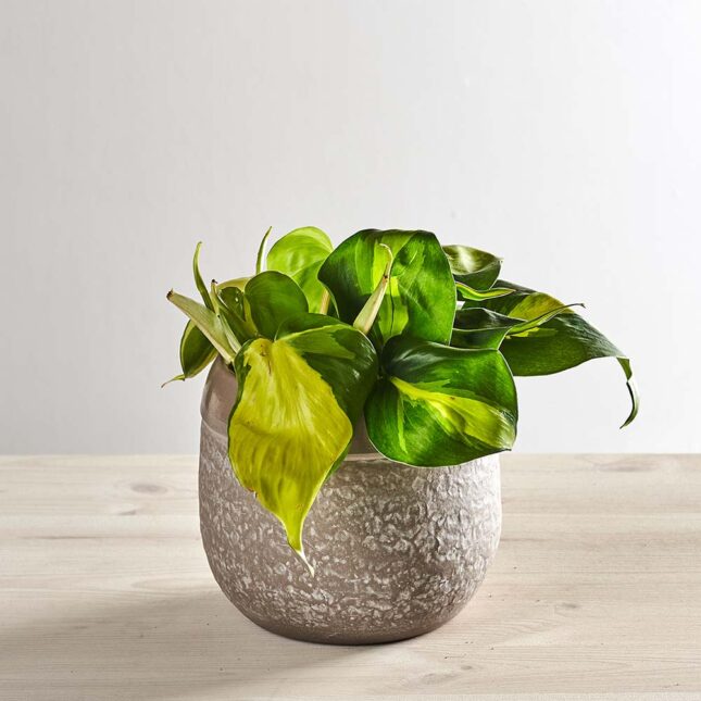 szkalrnia1k_0163_0417SZKLARNIA 163 Philodendron scandens brasil