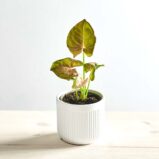 Syngonium red heart baby