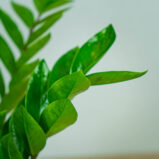 zamioculcas-zamiifolia-zamiokulkas