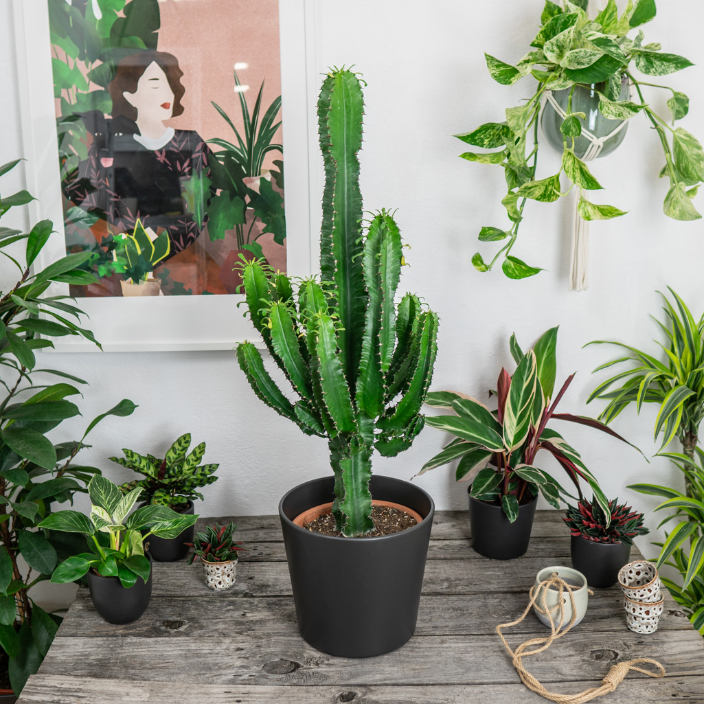 Wilczomlecz trójżebrowy (euphorbia trigona)