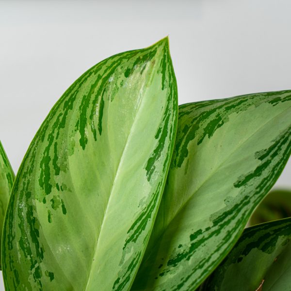 aglaonema-silver-bay aglaonema-silver-bay