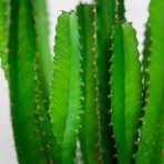 wilczomlecz-euphorbia